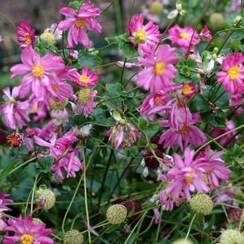 Anemone hupehensis var. japonica 'Pamina' (001926)