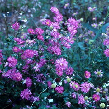 Anemone hupehensis var. japonica 'Pamina' (001927)