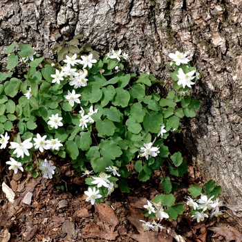 Anemonella thalictroides '' (001932)