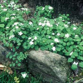 Anemonella thalictroides '' (001933)