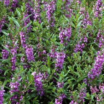 Angelonia angustifolia Angelmist™ 'Dark Lavender' (001940)