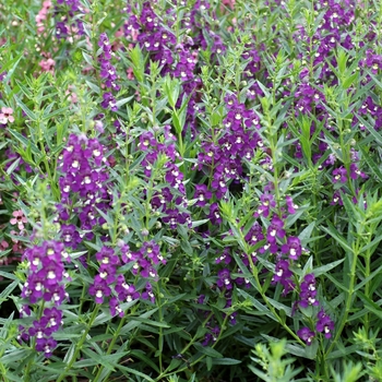 Angelonia angustifolia Archangel™ '' (001953)