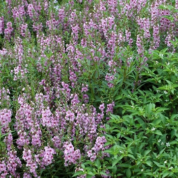 Angelonia angustifolia Serena® 'Lavender' (001956)