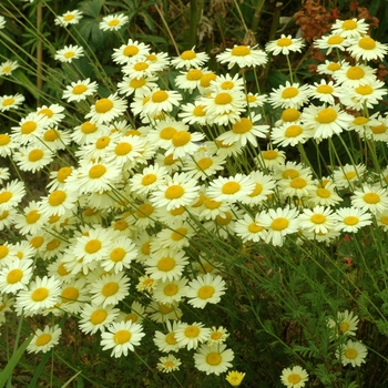 Anthemis tinctoria 'Mrs. E.C. Buxton' (001959)