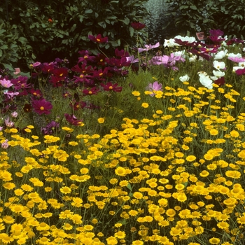 Anthemis tinctoria '' (001964)