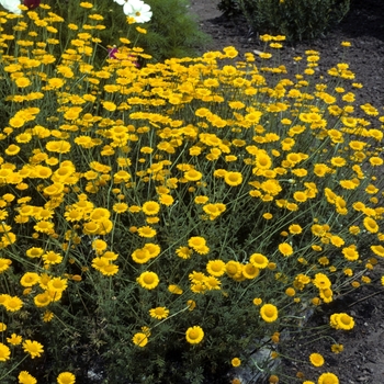 Anthemis tinctoria '' (001965)