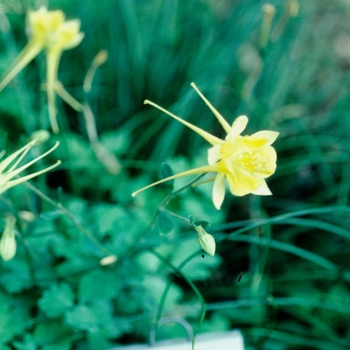 Aquilegia chrysantha '' (001973)