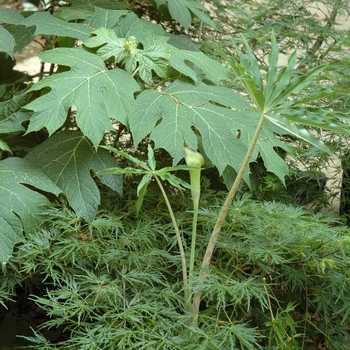 Arisaema consanguineum '' (001981)