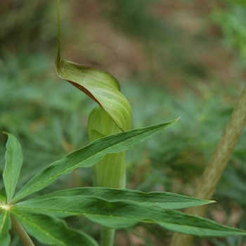 Arisaema consanguineum '' (001982)