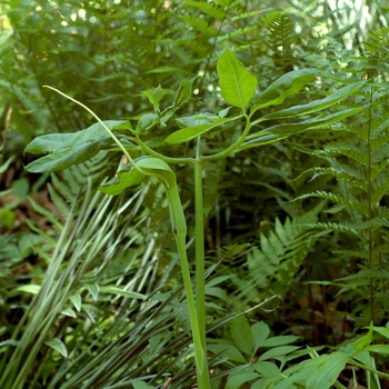 Arisaema dracontium '' (001984)