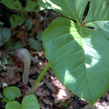 Arisaema fargesii '' (001985)