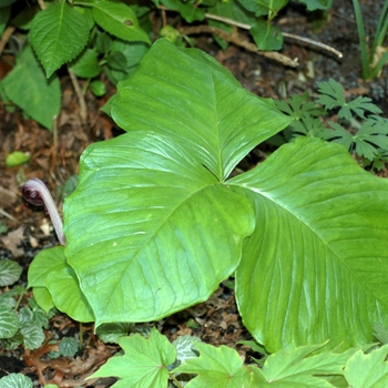 Arisaema fargesii '' (001986)