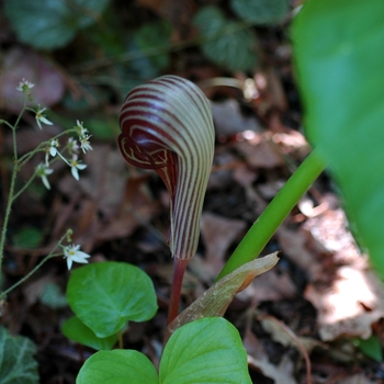 Arisaema fargesii '' (001987)