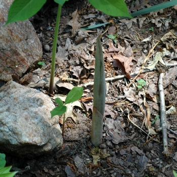 Arisaema heterophyllum '' (001988)