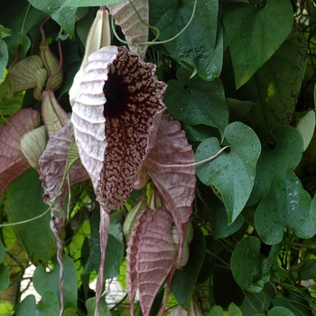 Aristolochia grandiflora '' (001994)