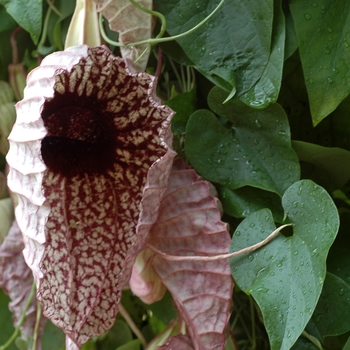 Aristolochia grandiflora '' (001995)