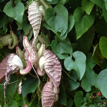 Aristolochia grandiflora '' (001996)