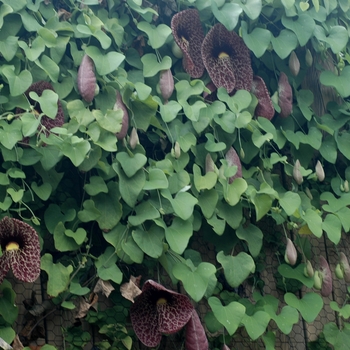 Aristolochia grandiflora '' (001997)