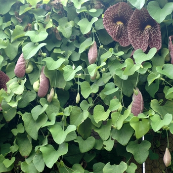 Aristolochia grandiflora '' (001998)