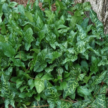 Arum italicum 'Pictum' (002003)