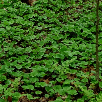 Asarum canadense '' (002004)