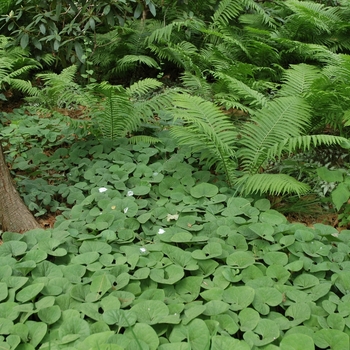 Asarum canadense '' (002006)