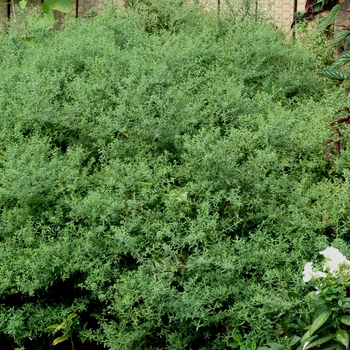 Aster novae-angliae 'English Countryside' (002014)