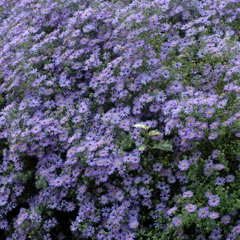 Aster novae-angliae 'English Countryside' (002016)