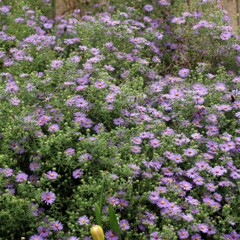 Aster novae-angliae 'English Countryside' (002018)