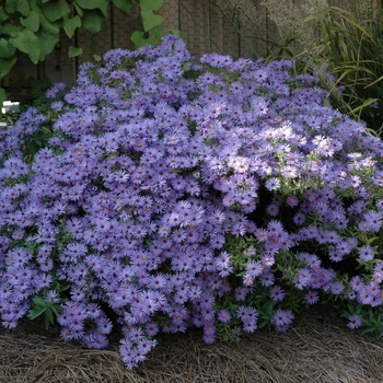 Aster novae-angliae 'English Countryside' (002019)