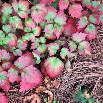 Astilbe x arendsii 'Color Flash®' (002024)