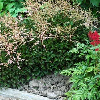 Astilbe simplicifolia 'Sprite' (002025)