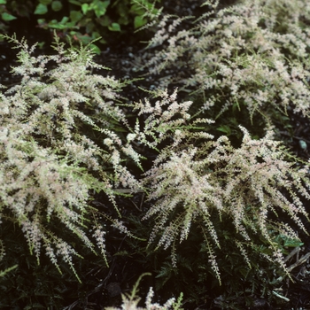 Astilbe simplicifolia 'Sprite' (002027)