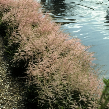 Astilbe simplicifolia 'Sprite' (002028)