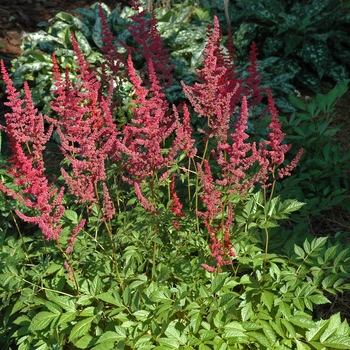 Astilbe x arendsii 'Radius' (002031)