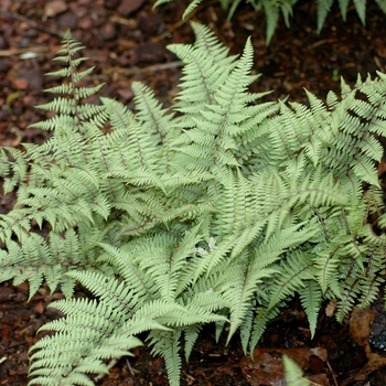 Athyrium 'Ghost' (002043)