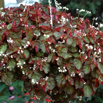 Begonia 'Bonita Shea' (002050)