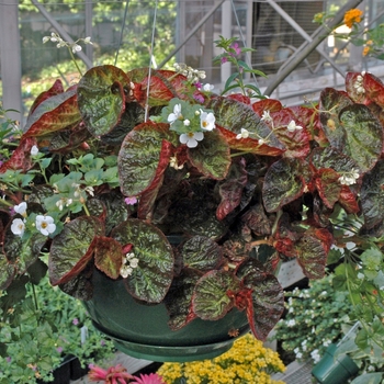 Begonia 'Bonita Shea' (002051)