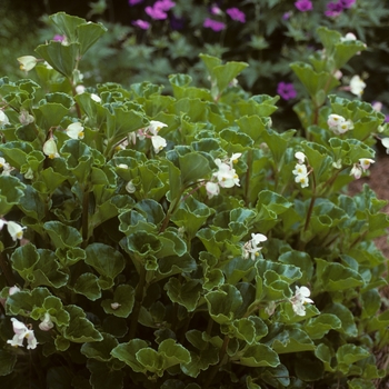 Begonia 'Barbara Rogers' (002054)