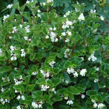 Begonia 'Barbara Rogers' (002055)