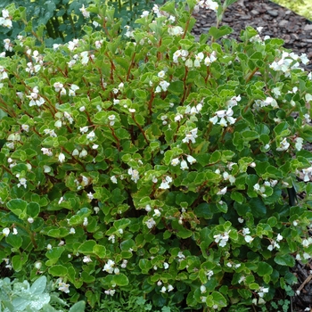 Begonia 'Barbara Rogers' (002056)