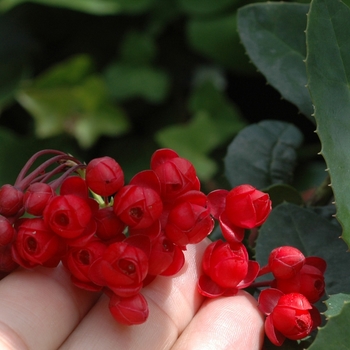 Berberidopsis corallina '' (002082)