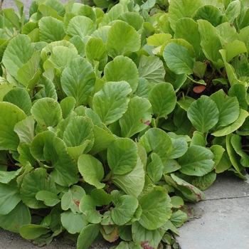 Bergenia cordifolia '' (002083)