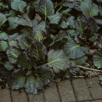 Bergenia cordifolia '' (002084)