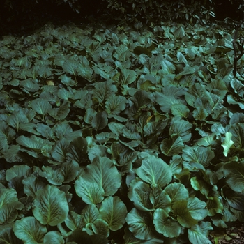 Bergenia cordifolia '' (002085)