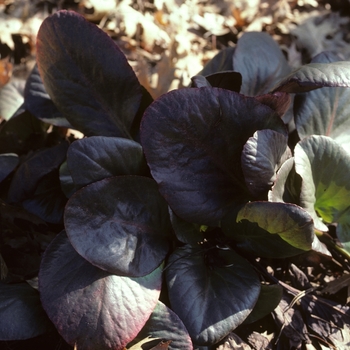 Bergenia cordifolia '' (002086)