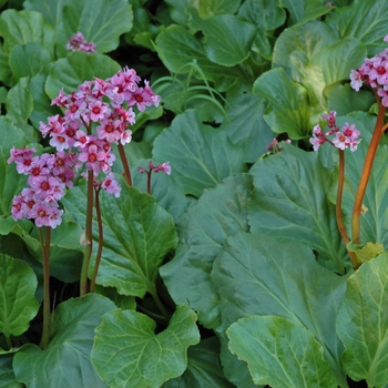 Bergenia cordifolia '' (002087)