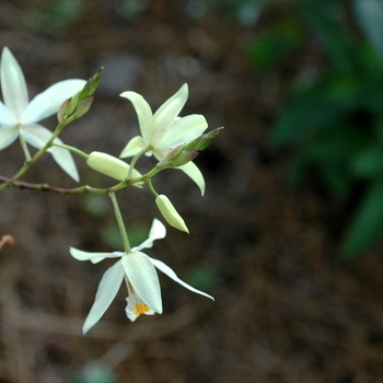 Bletilla ochracea '' (002094)