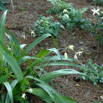 Bletilla ochracea '' (002095)