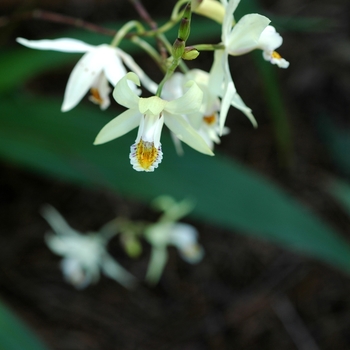 Bletilla ochracea '' (002096)